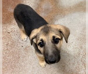 German Shepherd Dog Dogs for adoption in Salinas, CA, USA