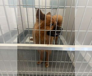 Cowboyy - Male Chow Chow-Unknown Mix Dog for Adoption - Photo #2