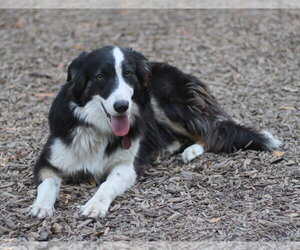 Border Collie Dogs for adoption in Paso Robles, CA, USA