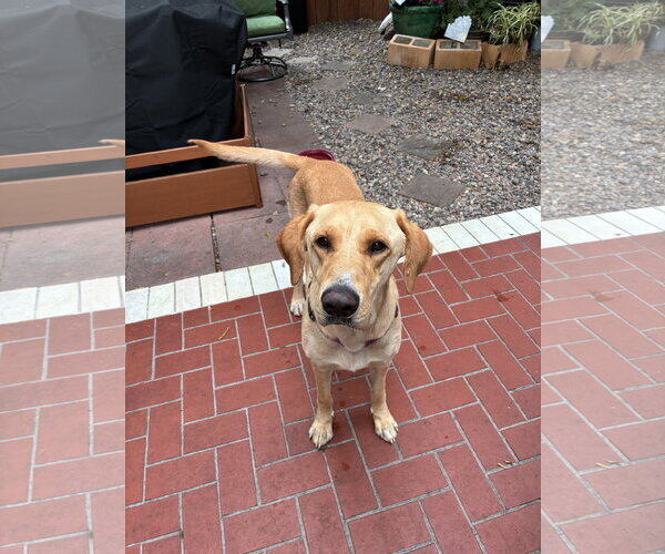 Medium Photo #2 Labrador Retriever Puppy For Sale in Menifee, CA, USA