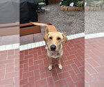 Small #1 Labrador Retriever