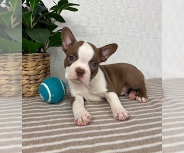 Medium Photo #4 Boston Terrier Puppy For Sale in GREENFIELD, IN, USA