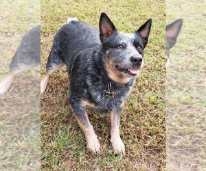 Mother of the Australian Cattle Dog puppies born on 03/29/2023