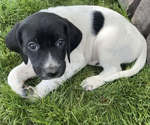 Small Photo #3 German Shorthaired Lab Puppy For Sale in LIMON, CO, USA