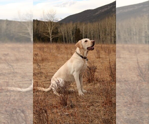 Medium Photo #1 Labrador Retriever Puppy For Sale in THORNTON, CO, USA