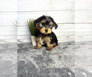 Yorkshire Terrier Puppy for sale in INDIANAPOLIS, IN, USA