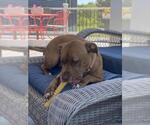Small #2 American Pit Bull Terrier