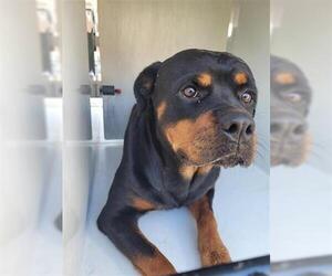Rottweiler Dogs for adoption in Houston, TX, USA