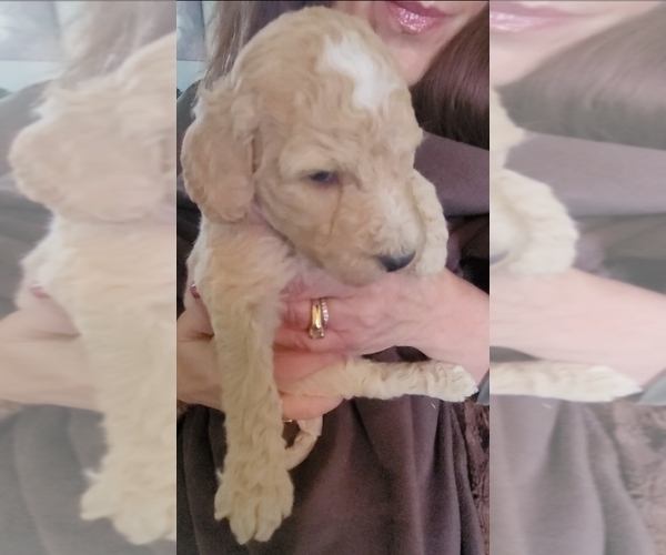 Medium Photo #5 Labradoodle Puppy For Sale in LANNON, WI, USA