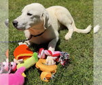 Small #2 Great Pyrenees