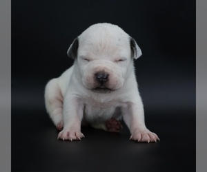American Bully Puppy for Sale in CHAMPAIGN, Illinois USA