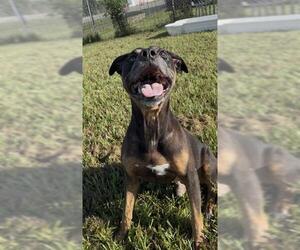OZZY - Male Mutt Dog for Adoption - Photo #2