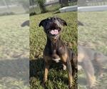 Small #1 Mutt