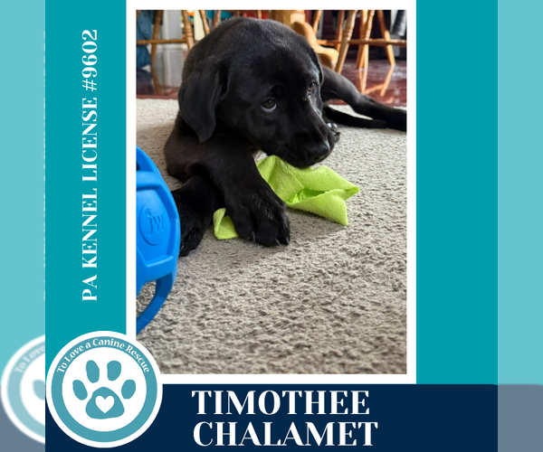 Medium Photo #3 Labrador Retriever-Unknown Mix Puppy For Sale in Kimberton, PA, USA