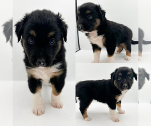 Miniature Australian Shepherd Puppy for sale in BROOKER, FL, USA