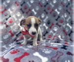 Small #4 Jack Russell Terrier