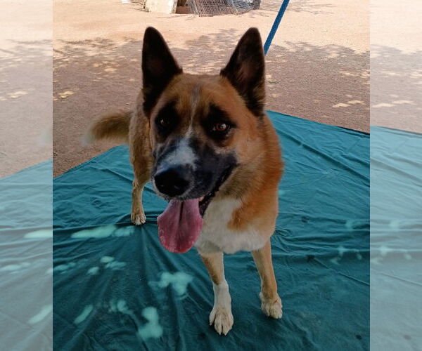 Medium Photo #3 - Mix Puppy For Sale in Apple Valley, CA, USA