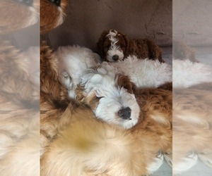 Goldendoodle Litter for sale in SAN TAN VALLEY, AZ, USA