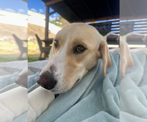 Tula - Female Labrador Retriever-Unknown Mix Dog for Adoption - Photo #6
