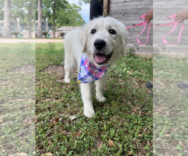 Medium Photo #2 Great Pyrenees Puppy For Sale in Spring, TX, USA