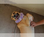 Small Labrador Retriever Mix