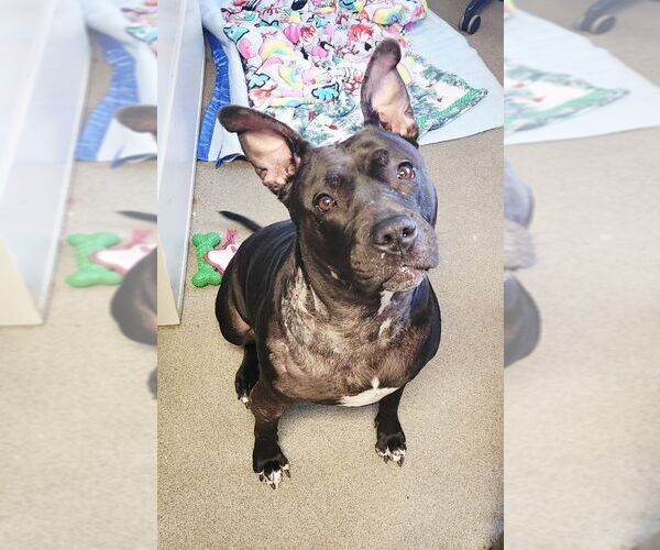 Medium Photo #2 American Staffordshire Terrier-Unknown Mix Puppy For Sale in Perth Amboy, NJ, USA