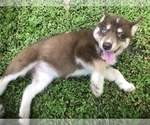 Small Photo #1 Siberian Husky Puppy For Sale in DELTONA, FL, USA