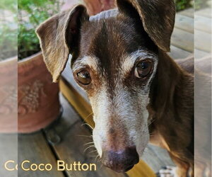 Coco Button - Male Dachshund Dog for Adoption - Photo #8