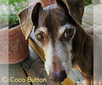 Small #7 Dachshund