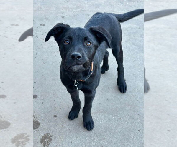 Medium Photo #11 Labrador Retriever-Unknown Mix Puppy For Sale in Claremore, OK, USA
