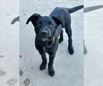 Small #10 Labrador Retriever Mix