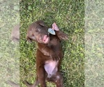 Puppy Milly Labrador Retriever