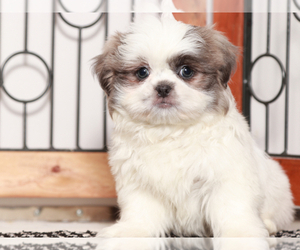 Shih Tzu Puppy for sale in NAPLES, FL, USA
