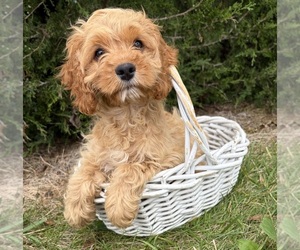 Cockapoo (Miniature) Puppy for sale in MIDDLEBURY, IN, USA