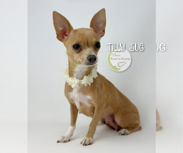Medium Photo #2 Chihuahua Puppy For Sale in Benton, LA, USA