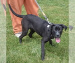 Small #7 German Shepherd Dog Mix
