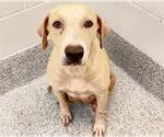 Small #1 Labrador Retriever Mix