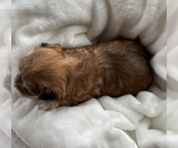 Medium Photo #3 Morkie Puppy For Sale in ROCK STREAM, NY, USA