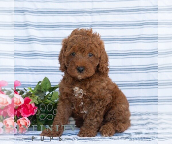 Medium Photo #6 Goldendoodle (Miniature) Puppy For Sale in DORNSIFE, PA, USA