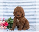 Small #5 Goldendoodle (Miniature)