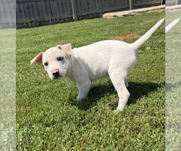 Medium Photo #3 Jack Russell Terrier-Unknown Mix Puppy For Sale in Aurora, IN, USA