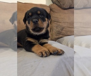 Rottweiler Puppy for sale in CRESTLINE, CA, USA