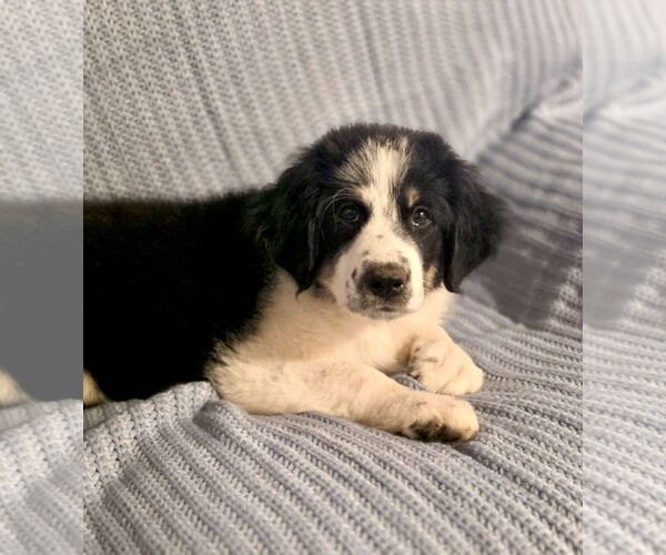 Medium Photo #4 Great Pyrenees Puppy For Sale in Spring, TX, USA