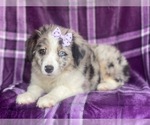 Small #15 Australian Shepherd