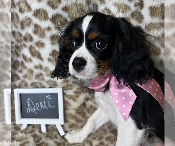 Medium Photo #7 Cavalier King Charles Spaniel Puppy For Sale in ABILENE, TX, USA