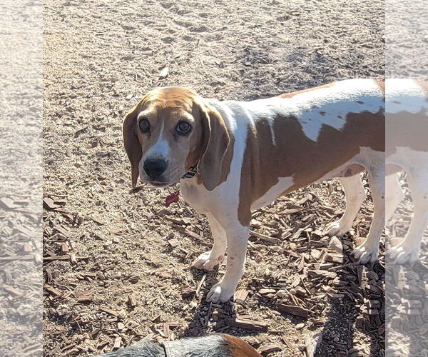 Medium Photo #5 Beagle Puppy For Sale in Las Vegas, NV, USA