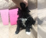Small Photo #16 Portuguese Water Dog Puppy For Sale in STERLING, CO, USA