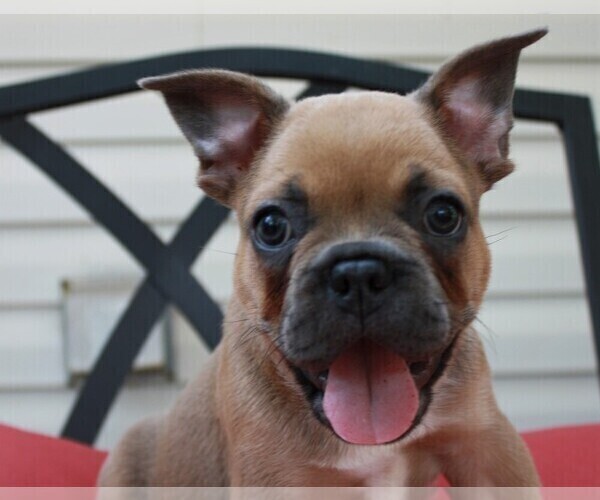 Medium Photo #3 French Bulldog Puppy For Sale in JACKSON, GA, USA