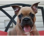 Small Photo #3 French Bulldog Puppy For Sale in JACKSON, GA, USA
