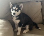 Small Photo #2 Siberian Husky Puppy For Sale in BILLINGS, MT, USA